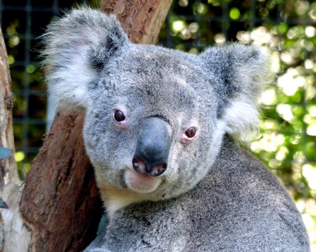 Koalor drabbas av värmestress – ny studie visar samband med dödlighet