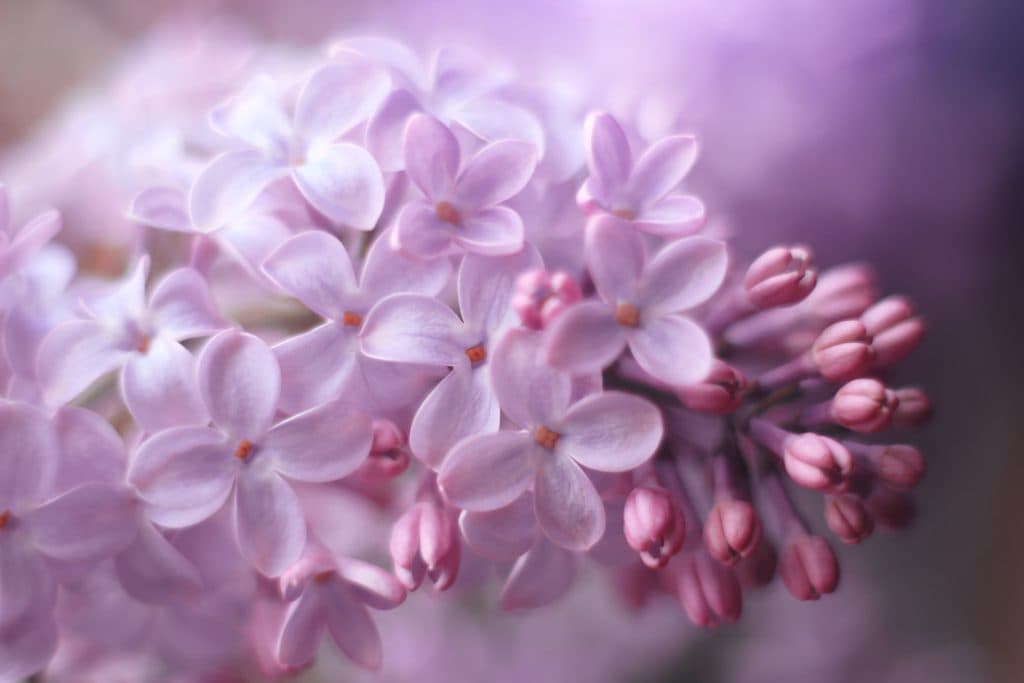 Rekordtidig syrenblomning i Sverige – oväntad vår