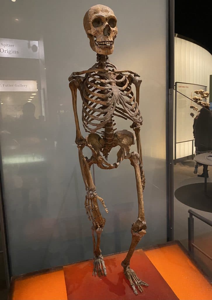 Neandertalarnas försvinnande – ny studie utmanar gamla teorier