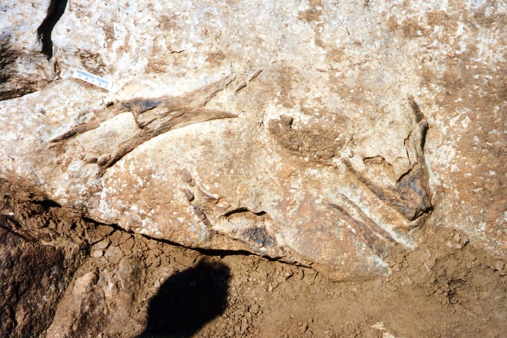 Antarktis dinosauriefossil hittat i byrå – historisk upptäckte
