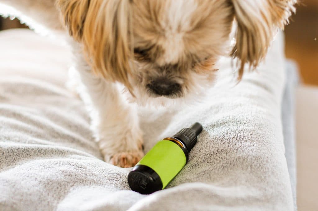 Loyal hundlivsmedicin kan förlänga hundars liv – ny forskning