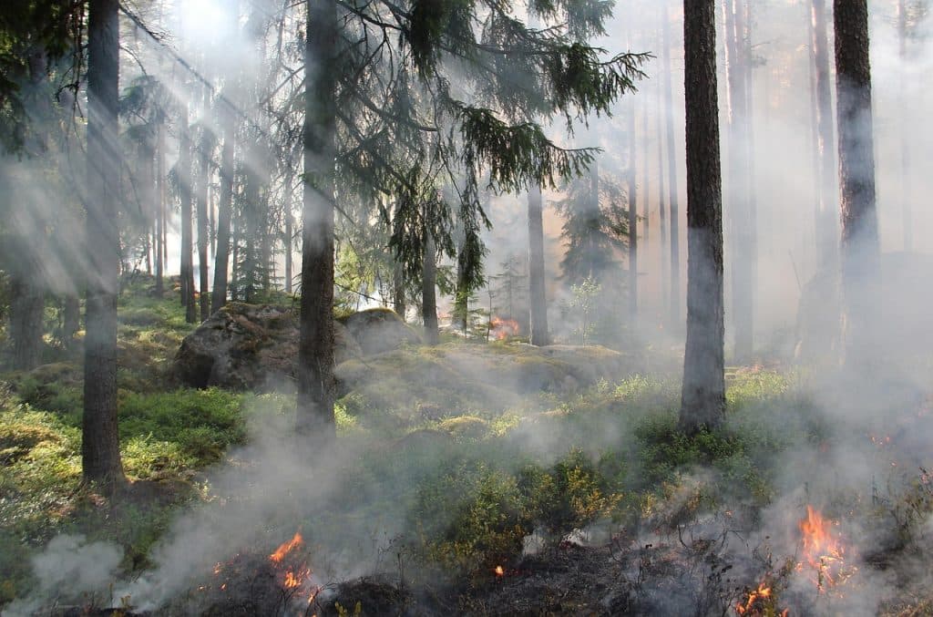 Klimatforskare varnar för skogsbränder i Sverige – ökad risk med värmen