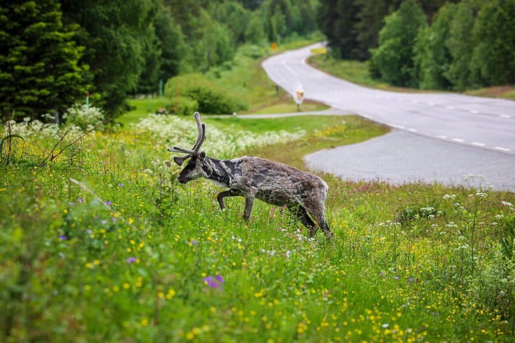 E14 upprustning väcker krav efter dödsolycka i Västernorrland