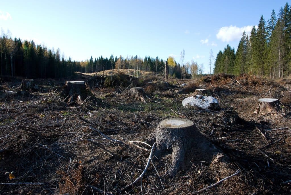 Så fungerar reglerna när du ska avverka skog